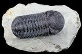 Bargain, Austerops Trilobite - Ofaten, Morocco #80673-1